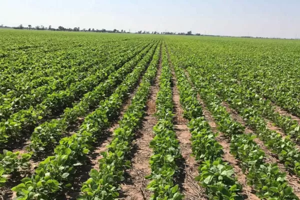 Apronor advirtió que el campo no resiste otro punto más de retenciones