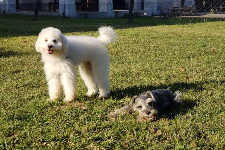 Video: cómo cuidar a tus mascotas de los parásitos del verano