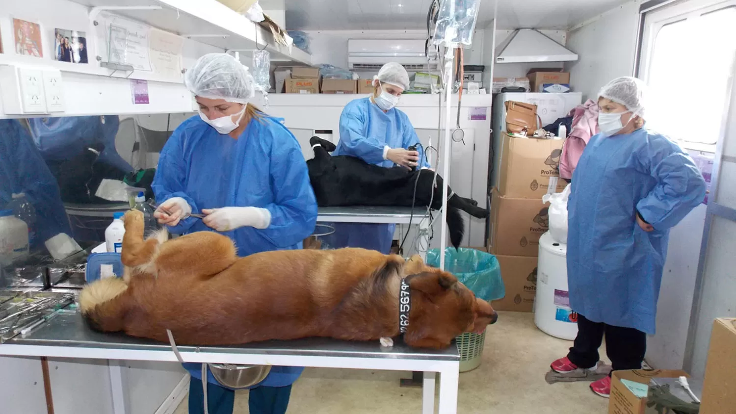 Hospital veterinario: atienden a bajo costo en la finca El Manantial