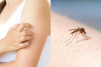 Temporada de mosquitos (molestos) y otros insectos: qué hacer y qué no ante una picadura