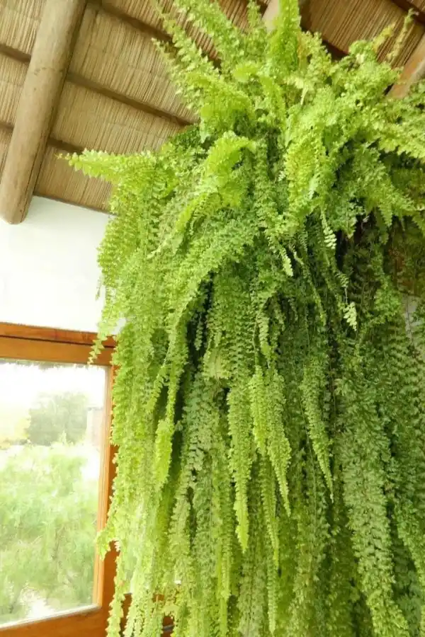 Qué tenés que hacer si no crece césped en tu jardín