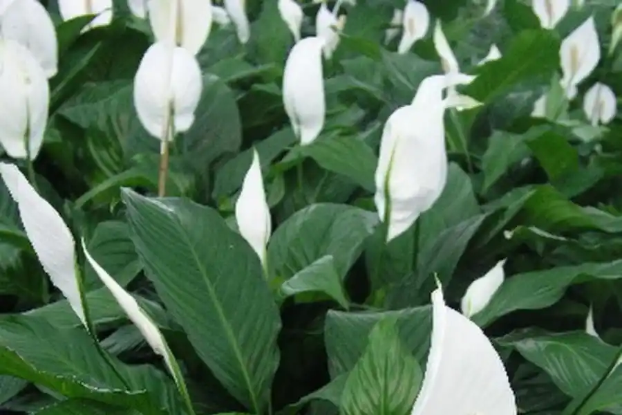 Qué tenés que hacer si no crece césped en tu jardín