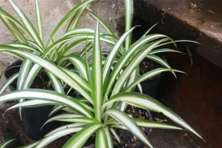 Qué tenés que hacer si no crece césped en tu jardín