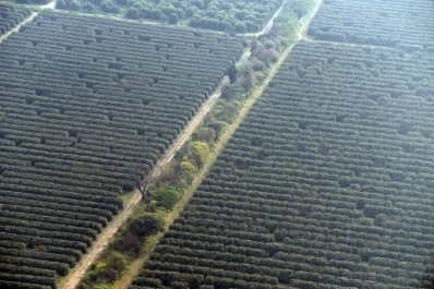 Premian a científicos tucumanos que desarrollaron un dispositivo que detecta tempranamente el HLB