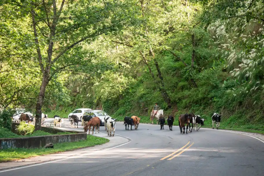 ÚLTIMO TRAMO. Kilómetros atrás de la estación de servicio de La Angostura, los animales invadieron la ruta.