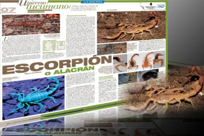 Escorpión, nuevo “actor” de Universo Tucumano