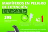 Entre las especies más vulnerables se encuentran el yaguareté y el carayá rojo, un mono aullador que habita en el noreste del país