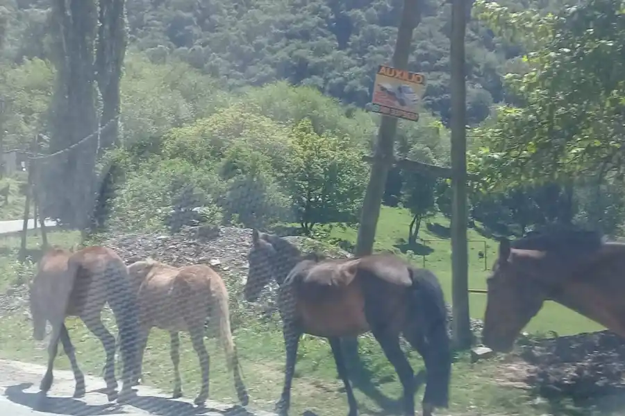 El domingo al mediodía hubo demoras en la ruta por la presencia de animales