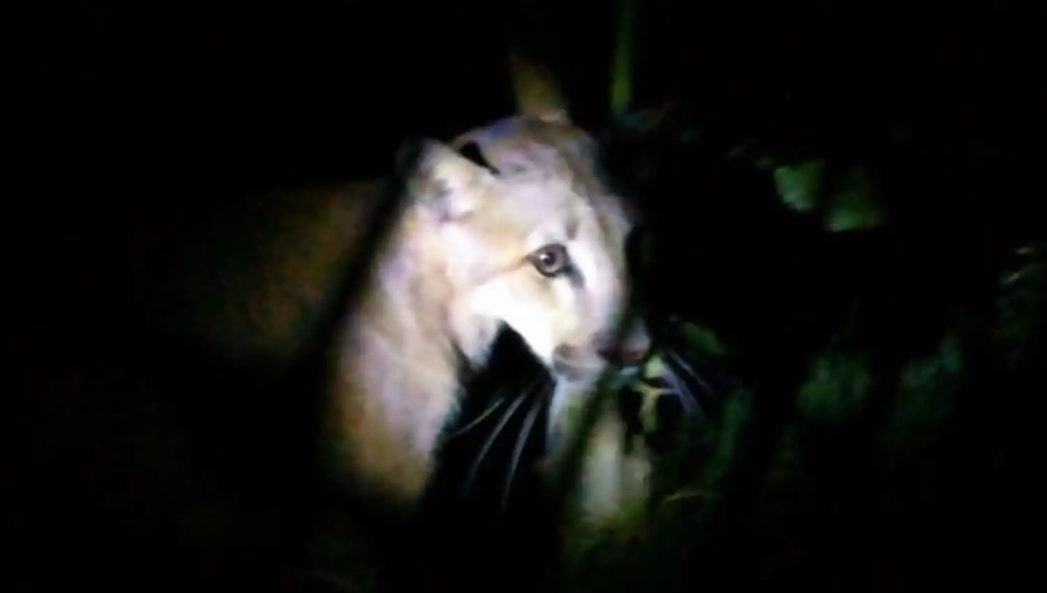 Pánico en una casa de Tafí Viejo: sintieron ruido y había un puma en una habitación