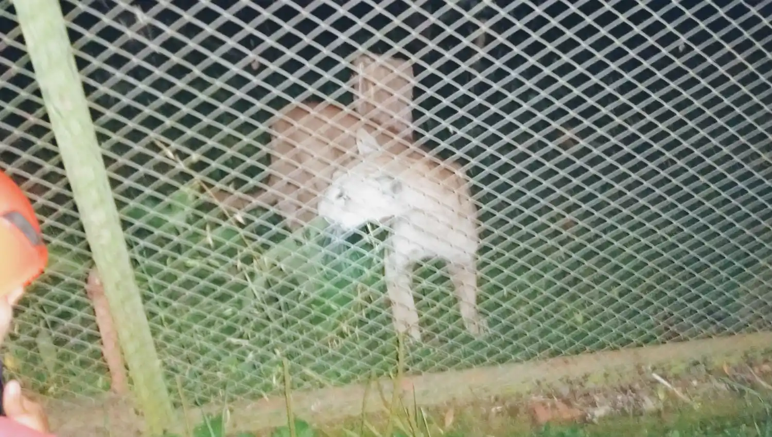 Pánico en una casa de Tafí Viejo: sintieron ruido y había un puma en una habitación