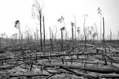 La Amazonía brasileña sufrió el mayor desastre en 10 años