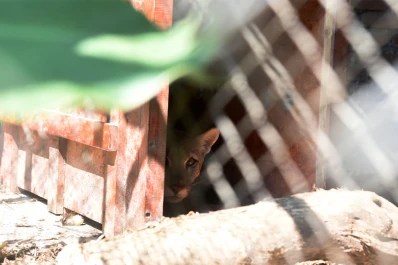 “¡Mamá, acabo de ver un puma!”