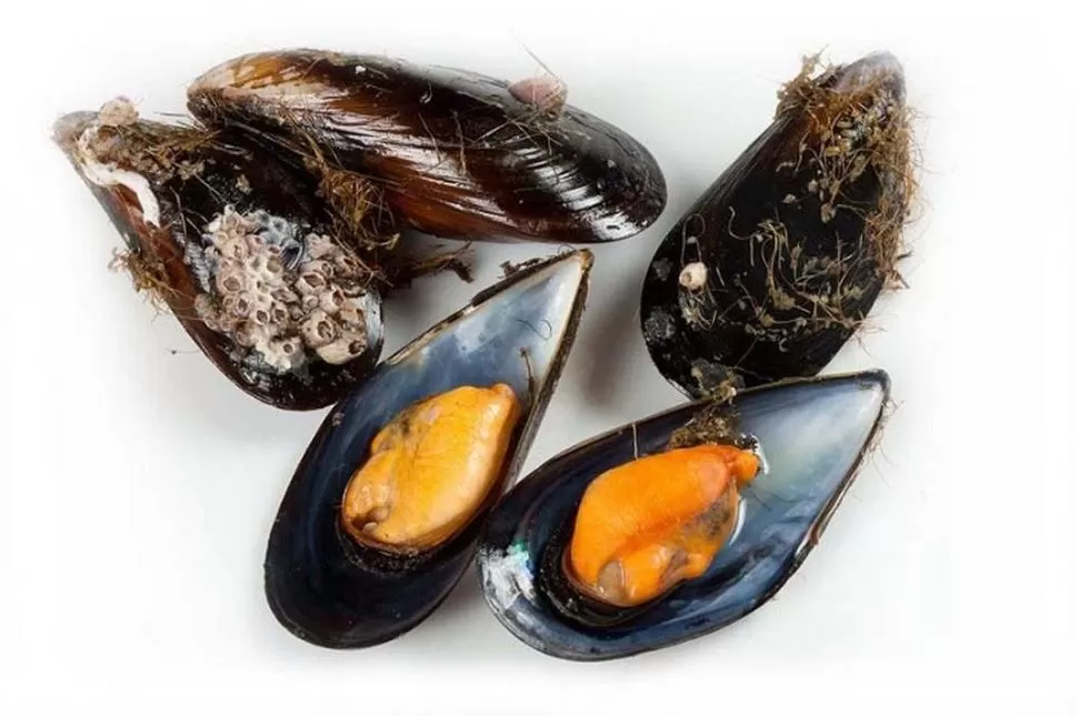 EL FUTURO. ¿Criaderos de mejillones darán de comer a la humanidad? 