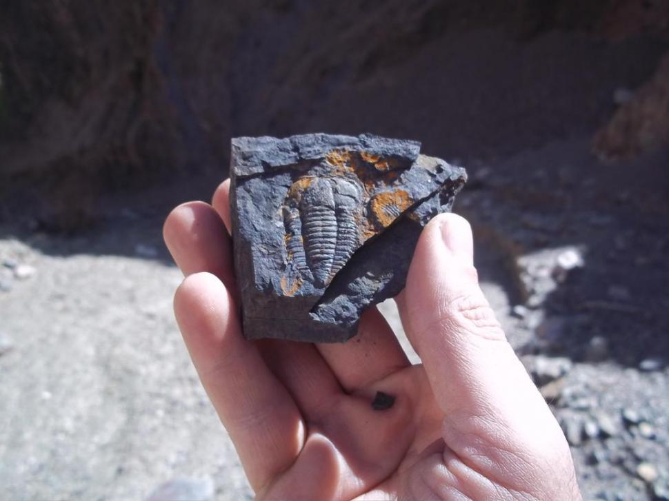 IMPACTANTE. El fósil de un artrópodo primitivo de 400 millones de años.