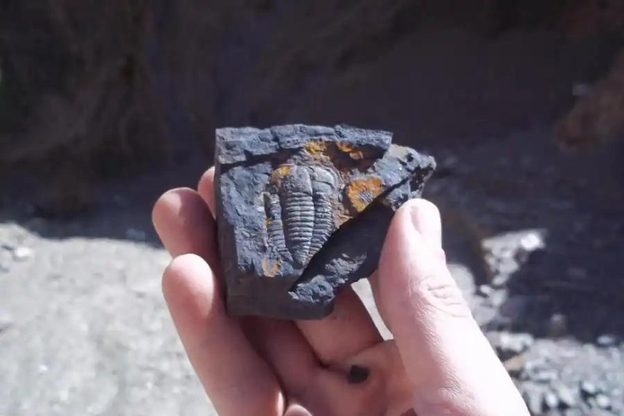 IMPACTANTE. El fósil de un artrópodo primitivo de 400 millones de años.