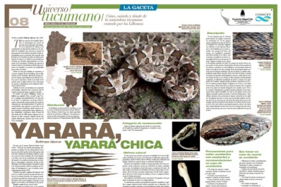 Universo Tucumano: todo sobre la yarará