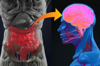 El 80% del sistema inmune está en el intestino, nuestro “segundo cerebro”