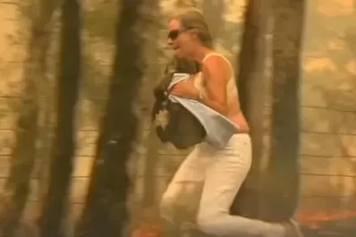 Murió el koala que había sido rescatado por una mujer en un incendio de Australia