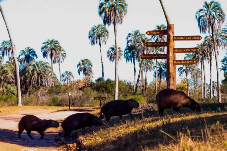 El Palmar: donde flora, fauna, playa e historia conviven