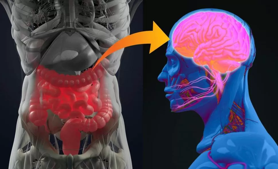 VOCERO. El intestino le pasa al cerebro información sobre nuestras defensas y nuestras hormonas 