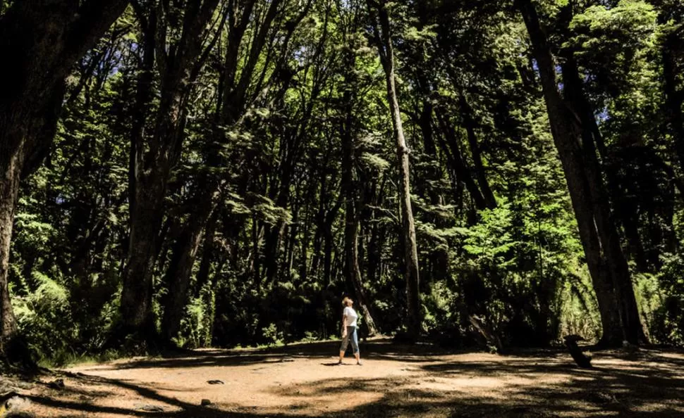 EN EL CORAZÓN DEL BOSQUE. Los pinos que se usaron para fijar las dunas crean un espacio circular y muchos mitos. 