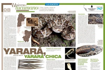 Universo Tucumano: se viene una nueva entrega, la Yarará