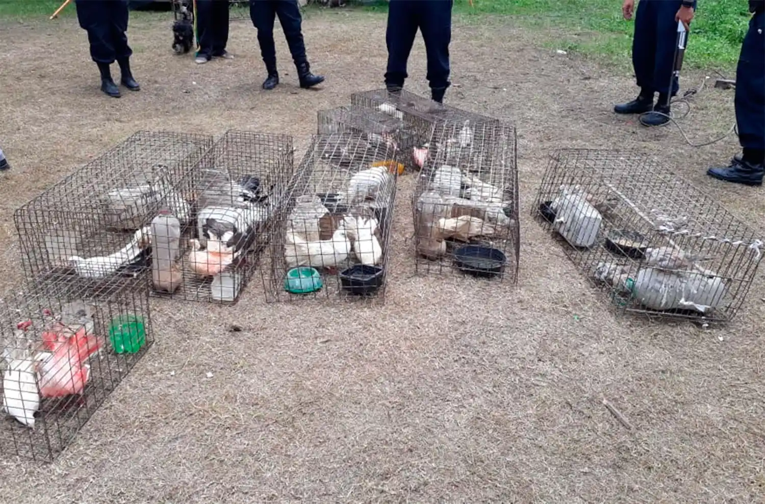 TAMBIÉN HABÍA AVES. Contabilizaron 45 palomas.