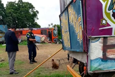 Rescataron a un mono y 45 palomas que eran explotados en un circo