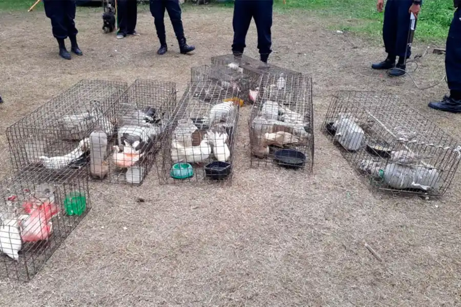 TAMBIÉN HABÍA AVES. Contabilizaron 45 palomas.