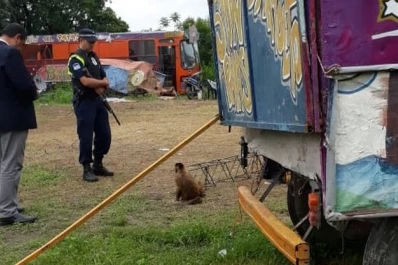 Gastona Norte: rescataron a un mono y a 45 palomas explotadas en un circo