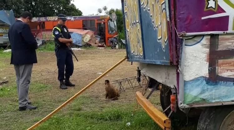 Gastona Norte: rescataron a un mono y a 45 palomas explotadas en un circo