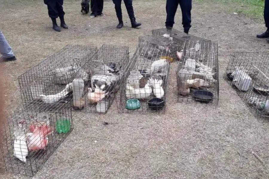 Gastona Norte: rescataron a un mono y a 45 palomas explotadas en un circo