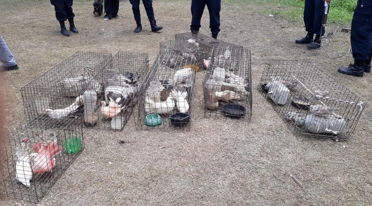 Gastona Norte: rescataron a un mono y a 45 palomas explotadas en un circo