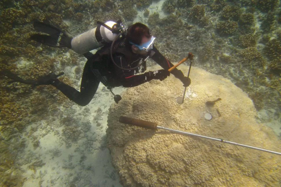 EN EL MAR. Un miembro del equipo de investigación de Linsley perfora un núcleo de coral en Panamá. reuters