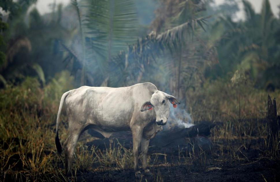 FACTOR. Muchas “queimadas” son para habilitar tierras a la ganadería.