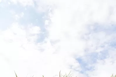 Panorama mundial del azúcar