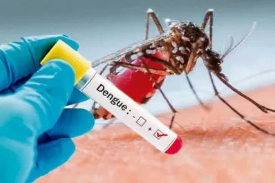 Temporada de mosquitos: lo que hay que hacer para que no tengamos dengue en Tucumán