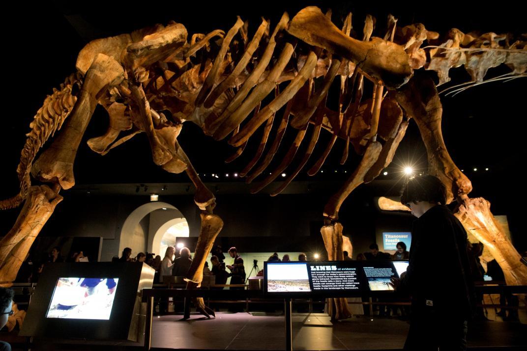 Hallan restos de dos dinosaurios en Santa Cruz y en Chubut