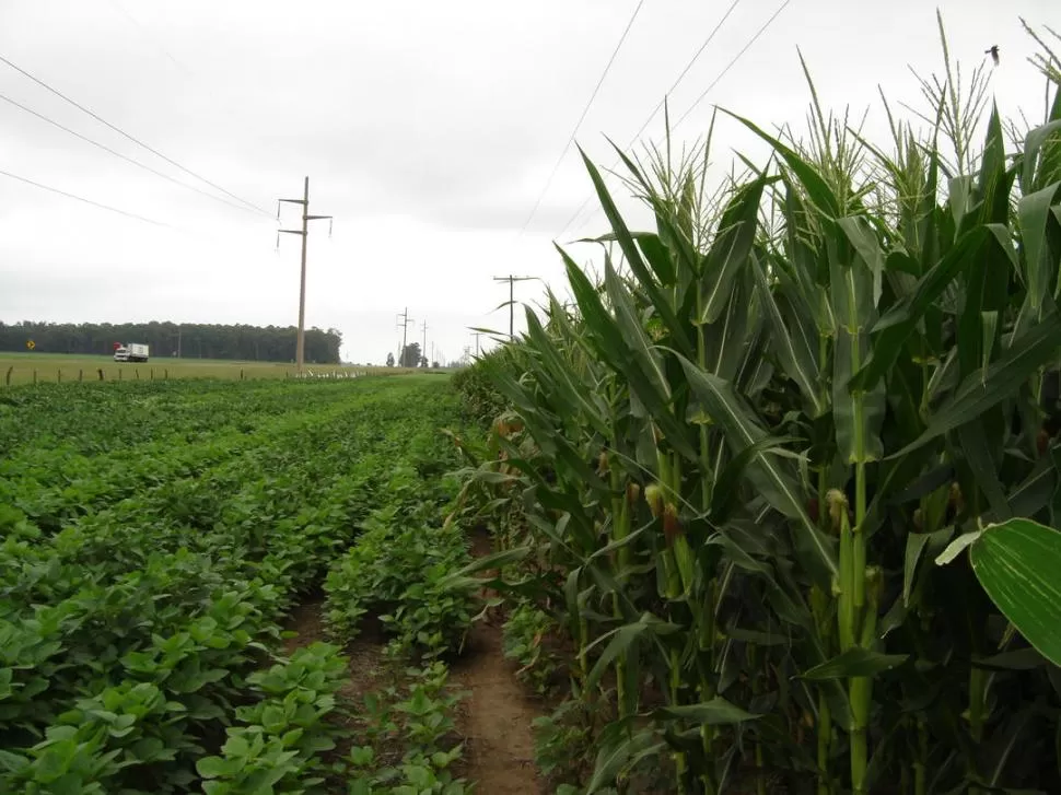CONSCIENCIA. Pereyra contó que hoy la mayoría de los productores hace una rotación de maíz y de soja en un 50%. 