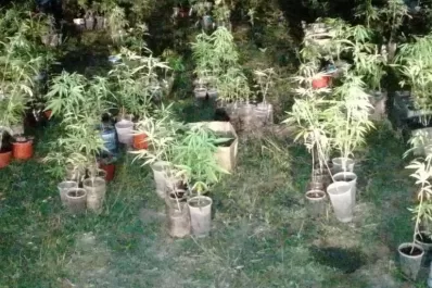 Hallaron un campo con 400 plantines de marihuana