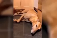 #MásLucesMenosRuido: por unas Fiestas sin pirotecnia sonora