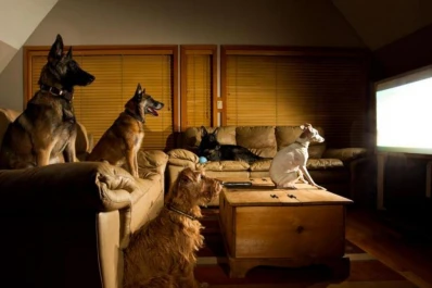 Si a tu perro lo afecta la pirotecnica, que vea televisión