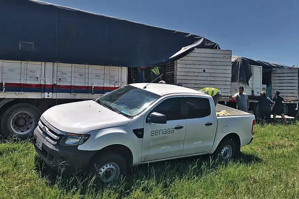 Senasa y Afinoa decomisan fruta transportada de manera irregular
