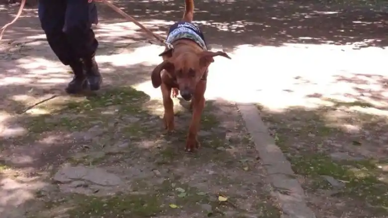 Wanda, la perra que fue clave para los casos de Daiana Garnica y de Priscila Paz