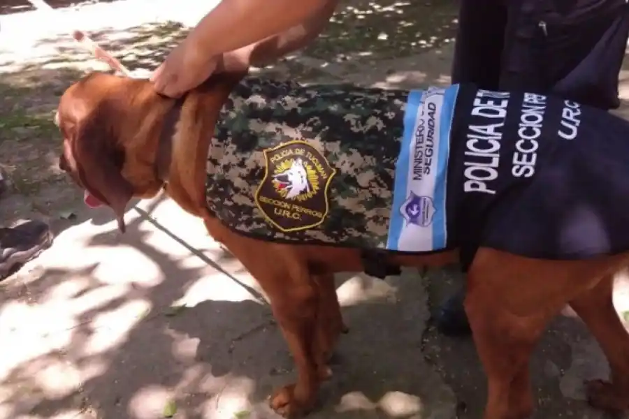 Wanda, la perra que fue clave para los casos de Daiana Garnica y de Priscila Paz