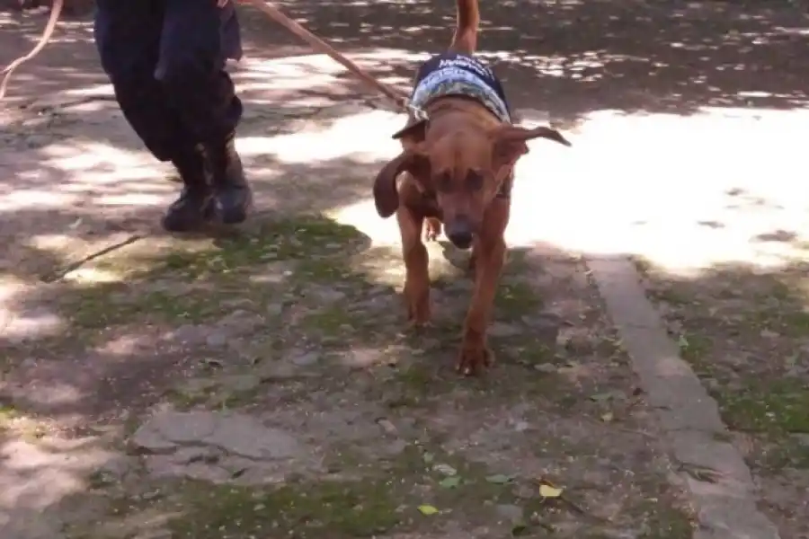 Wanda, la perra que fue clave para los casos de Daiana Garnica y de Priscila Paz