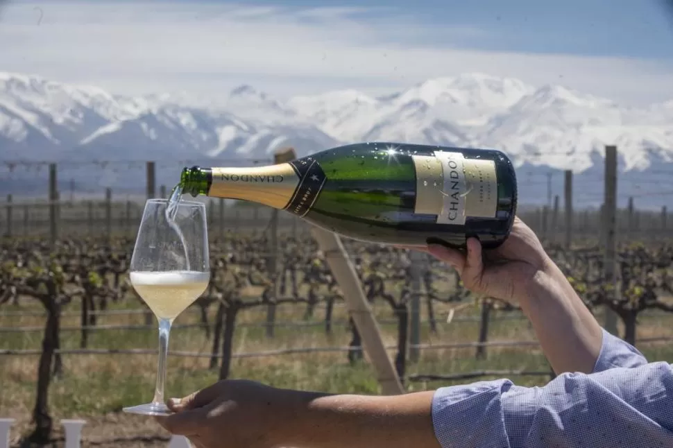 ENFRIAR Y DISFRUTAR. Para destacar las características aromáticas del espumante, Chandón recomienda beber en una copa de boca más ancha. 