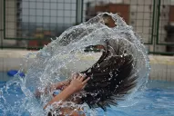 Sol y calor para pasar la Navidad en la pileta