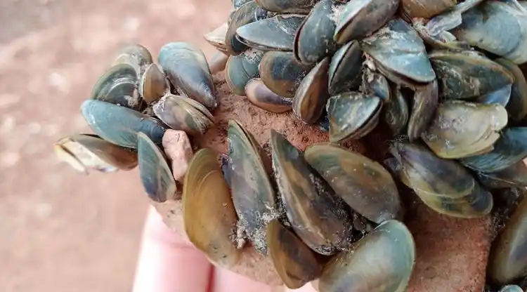 El Cadillal, en alerta por la presencia y expansión de mejillones dorados en el dique
