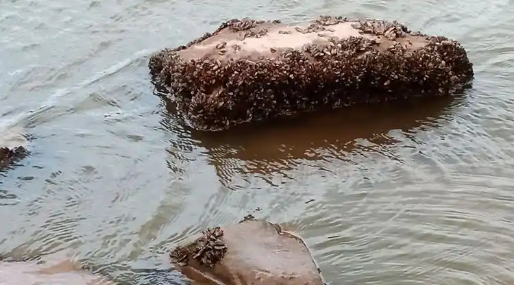 El Cadillal, en alerta por la presencia y expansión de mejillones dorados en el dique